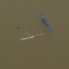 Xanthagrion erythroneurum