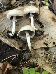 Agaricaceae