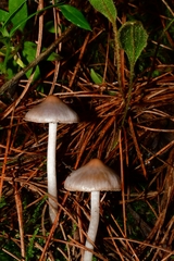 Inocybe lilacina