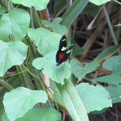 Heliconius doris