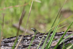 Sceloporus