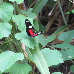 Heliconius doris