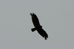 Buteo albonotatus