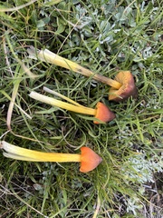 Hygrocybe conica