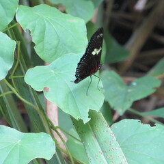 Heliconius doris