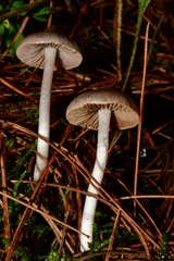 Inocybe lilacina