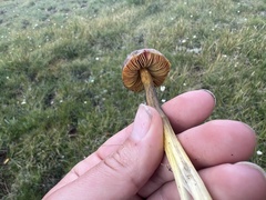 Hygrocybe conica