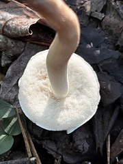 Xanthoconium affine