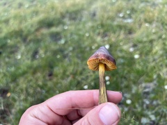 Hygrocybe conica