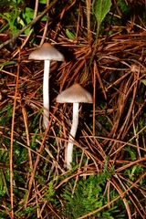 Inocybe lilacina