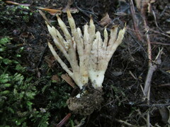 Sebacina schweinitzii