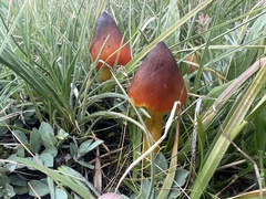 Hygrocybe conica