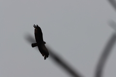 Buteo albonotatus