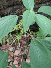 Laportea bulbifera