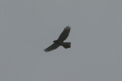 Buteo
