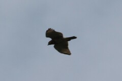 Buteo