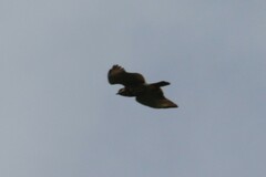 Buteo