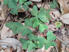 Oxalis griffithii