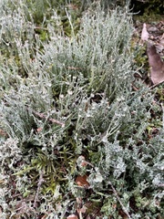 Cladonia amaurocraea