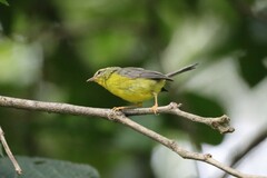 Basileuterus culicivorus