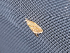 Pseudargyrotoza conwagana