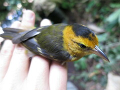 Ploceus sanctithomae