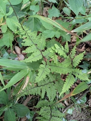 Cheilanthes chusana