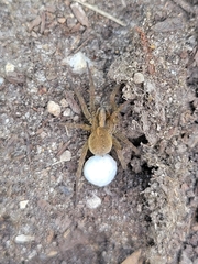 Trochosa terricola