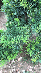 Podocarpus macrophyllus