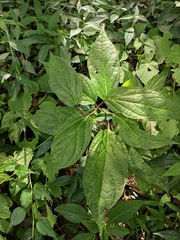 Clerodendrum cyrtophyllum