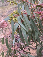 Eucalyptus stricklandii