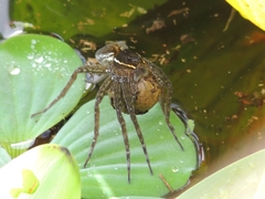 Dolomedes triton