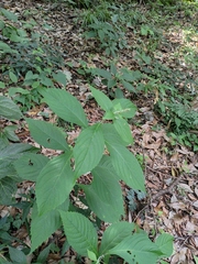 Comanthosphace ningpoensis