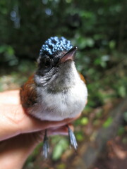 Terpsiphone atrochalybeia