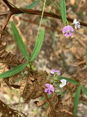 Glycine clandestina