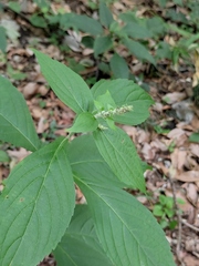 Comanthosphace ningpoensis