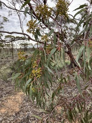 Eucalyptus stricklandii
