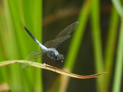 Brachydiplax sobrina