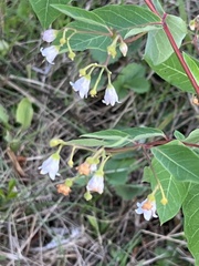 Apocynum androsaemifolium