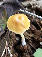 Pluteus chrysophlebius
