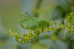 Amblycorypha rotundifolia