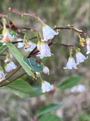 Apocynum androsaemifolium