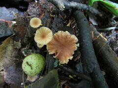 Laccaria striatula