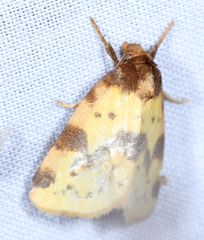 Azenia obtusa