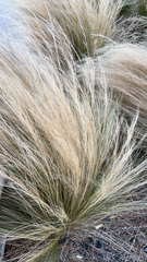 Nassella tenuissima