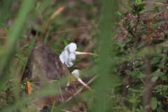 Mandevilla hypoleuca