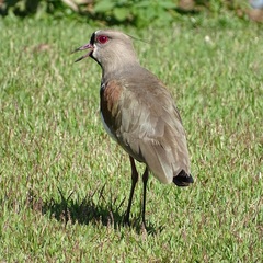 Vanellus chilensis