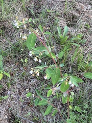 Apocynum androsaemifolium