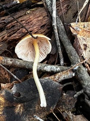 Pluteus chrysophlebius