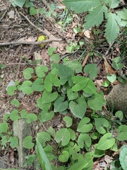 Viola collina